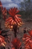 Aloe ngongensis