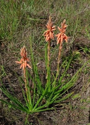 Aloe nuttii