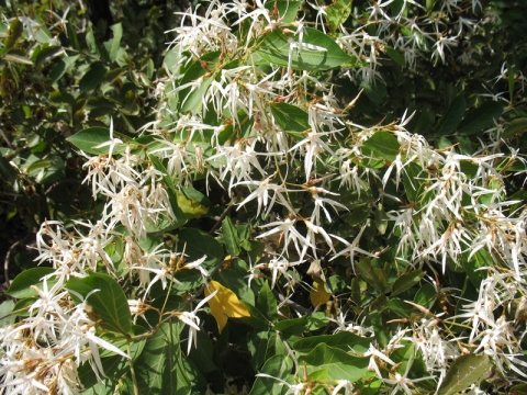 Baissea multiflora