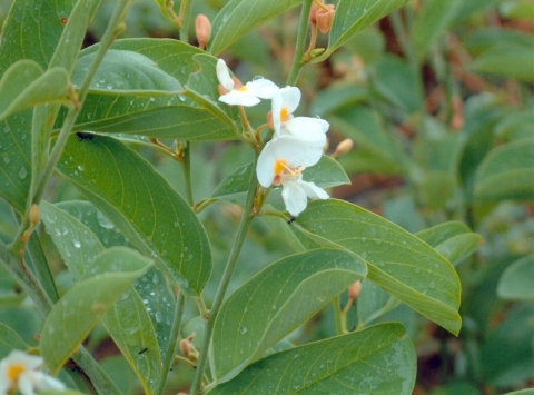 Baphia massaiensis