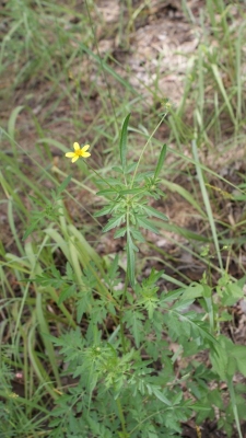 Bidens schimperi