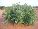 Boscia angustifolia