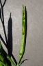 Brassica carinata