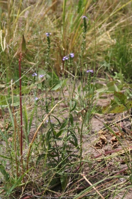 Buchnera hispida