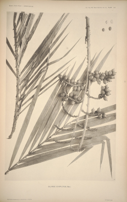 Calamus densiflorus