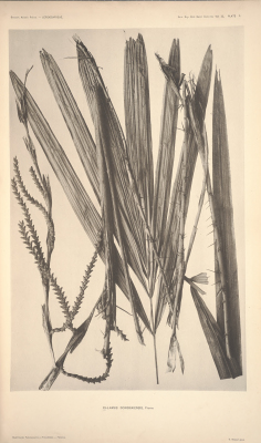 Calamus dongnaiensis