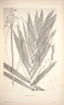 Calamus gibbsianus