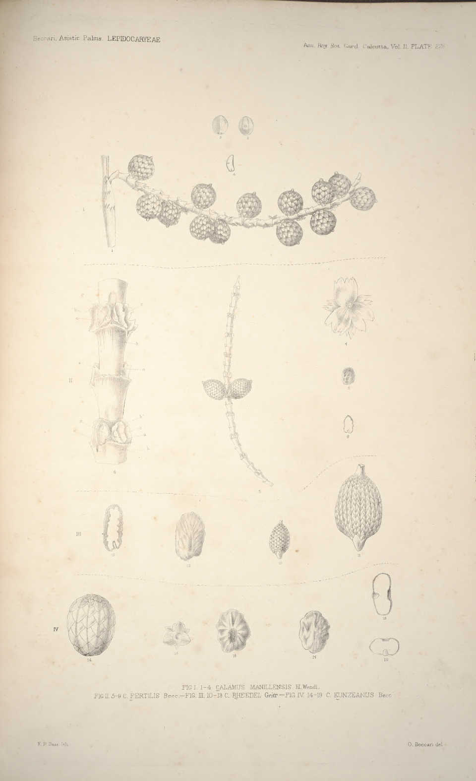 Calamus manillensis