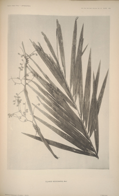 Calamus microcarpus