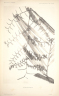 Calamus vidalianus