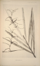 Calamus vidalianus