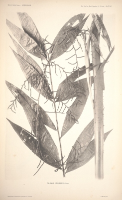 Calamus viridissimus