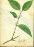 Cassipourea guianensis