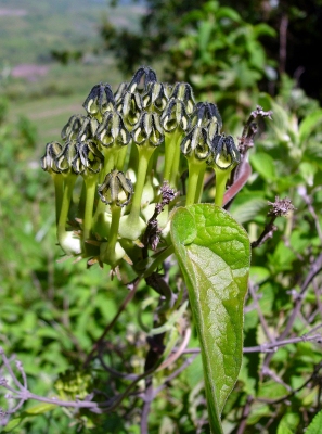 Ceropegia papillata