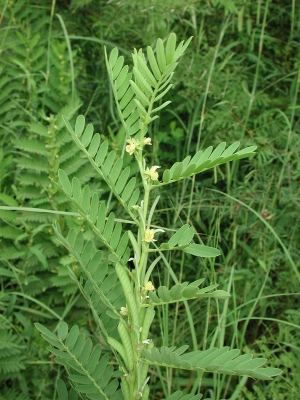 Chamaecrista nigricans