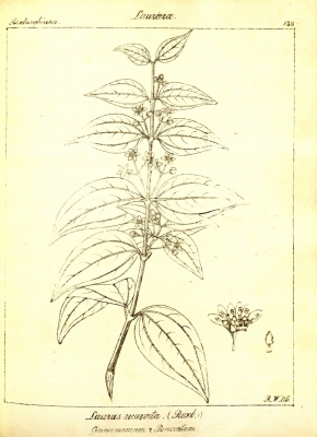 Cinnamomum curvifolium