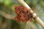 Cissus aralioides