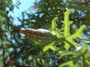 Coccinia sessilifolia