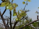 Commiphora mossambicensis