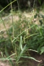 Crotalaria glauca
