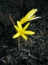 Cyrtanthus breviflorus