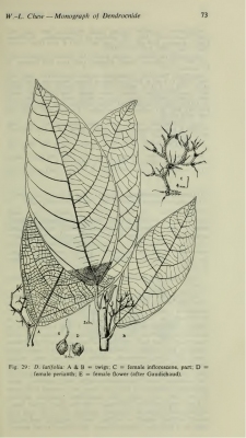 Dendrocnide latifolia