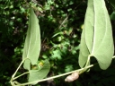 Dioscorea abyssinica