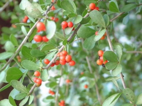 Ehretia alba