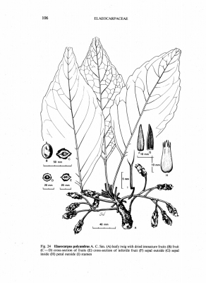 Elaeocarpus polyandrus