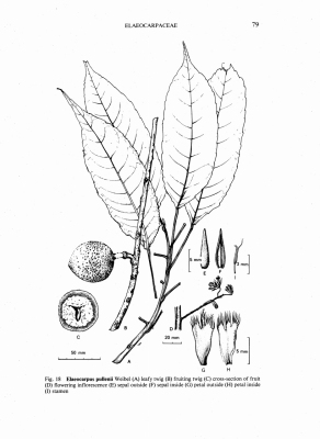 Elaeocarpus pullenii