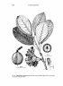 Elaeocarpus womersleyi