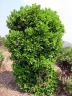 Elaeodendron buchananii
