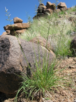 Eragrostis nindensis