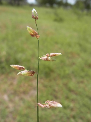 Eragrostis turgida