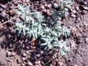 Euphorbia convolvuloides