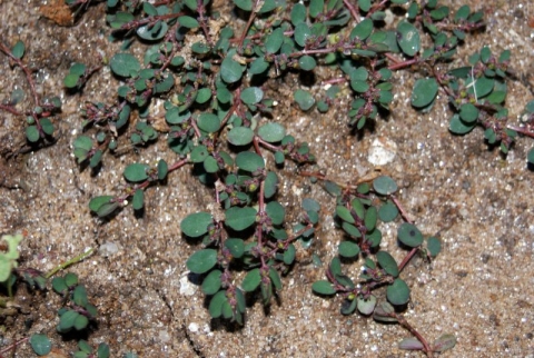 Euphorbia inaequilatera