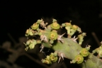 Euphorbia paganorum