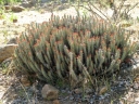 Euphorbia subsalsa
