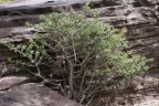 Euphorbia sudanica