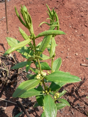 Fadogia stenophylla
