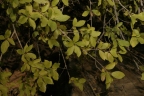 Feretia apodanthera