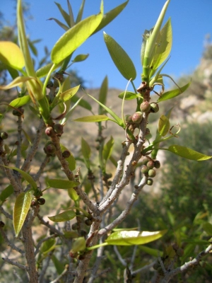 Ficus ilicina