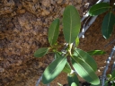 Ficus ilicina