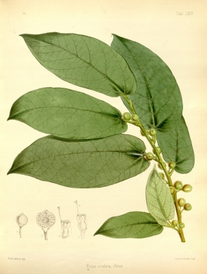 Ficus scabra