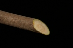 Garcinia epunctata