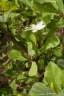 Gardenia erubescens