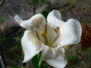 Gardenia imperialis
