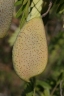 Gilletiodendron glandulosum