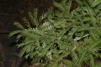Gilletiodendron glandulosum