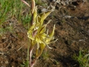 Gladiolus permeabilis edulis